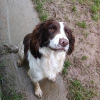 ASTON Réservé, chien à adopter