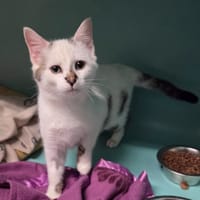 Arlequin, chat à adopter