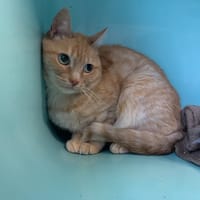 Kicsi, chatte à adopter