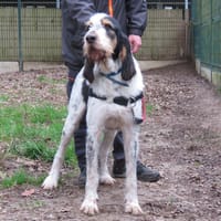 DOBBY, chien à adopter