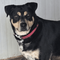 SIOU, chienne à adopter