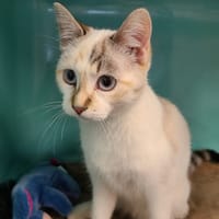 Aby, chatte à adopter