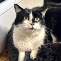 Mikado, chat à adopter