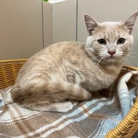 PEPITO, chat à adopter