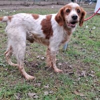 DIAK, chien à adopter