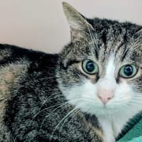 DIDI, chat à adopter