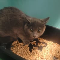 blue, chatte à adopter