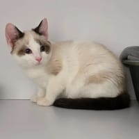 Miel Pop's, chatte à adopter