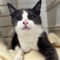 Frousky, chat à adopter