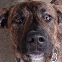 Noodle, chien à adopter