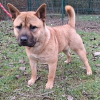 FANTINE, chienne à adopter