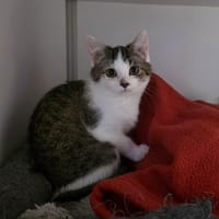 Coco Pop's, chat à adopter