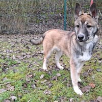 ARTIC, chien à adopter