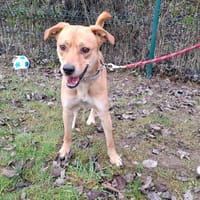 COOKIE, chien à adopter