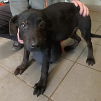 CAPO, chien à adopter