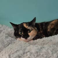 CLARISSE, chatte à adopter