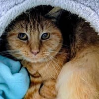 CHIPIE, chatte à adopter