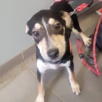 CALINE, chienne à adopter
