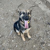 Azur, chien à adopter