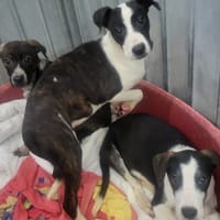 CANDI, chienne à adopter