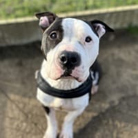 LILI, chienne à adopter