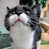 MAYA, chatte à adopter