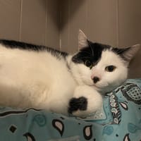 PODCOLLE, chat à adopter