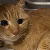 BIC, chat à adopter