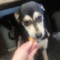 CAPUCINE, chienne à adopter