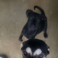 CALIPSO, chienne à adopter