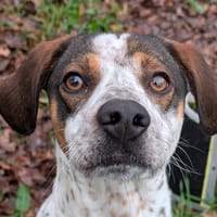 tito, chien à adopter