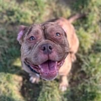 Xena, chienne à adopter