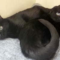 SALEM PAB28436, chat à adopter