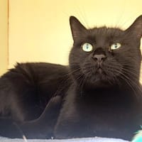 Chocolat PAB28400, chat à adopter