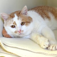 ECLAIR PAB28295, chat à adopter