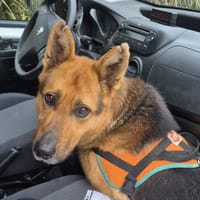 LASCAUX, chien à adopter