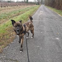 Phoenix, chien à adopter