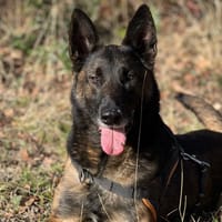 PACO OAA19885, chien à adopter