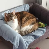 TATIHOU, chatte à adopter