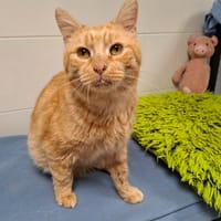 Grimm, chat à adopter