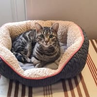 MYSTERE, chat à adopter