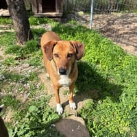 Sandy, chienne à adopter