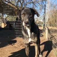 Ted, chien à adopter