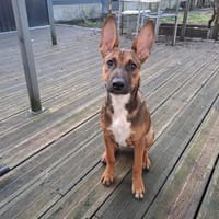 TANINA la malicieuse, chienne à adopter