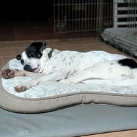 Vador l'adorable petit guerrier tripatte, chien à adopter