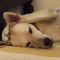 Suzie la douce louloute, chienne à adopter