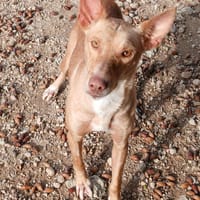 TINO, chien à adopter