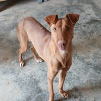 NUNO, chien à adopter