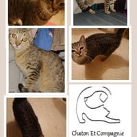 ARISTOTE, chat à adopter