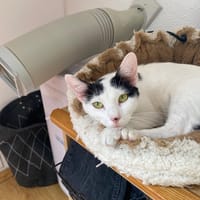 olga, chatte à adopter